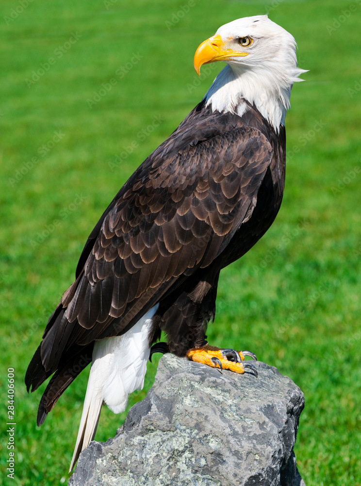 Bald Eagle (Haliaeetus leucocephalus) portrait