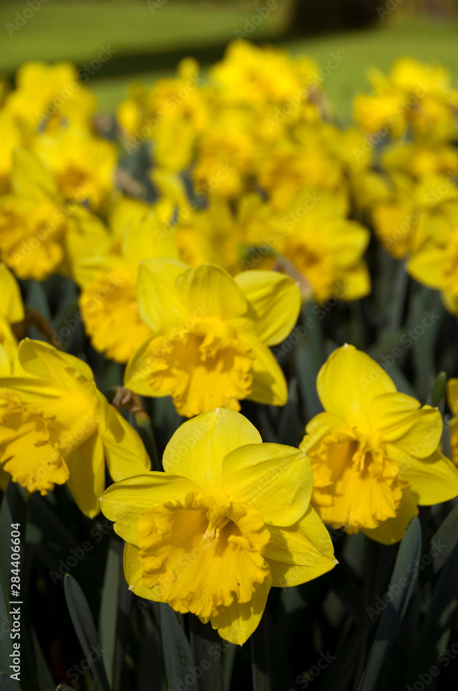 Fototapeta premium The Netherlands (aka Holland). Keukenhof Gardens, the world's largest bulb flower park with over 4.5 million tulips in 100 varieties, all hand planted.