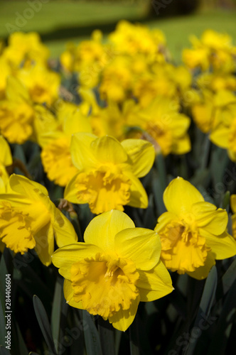 The Netherlands (aka Holland). Keukenhof Gardens, the world's largest bulb flower park with over 4.5 million tulips in 100 varieties, all hand planted.