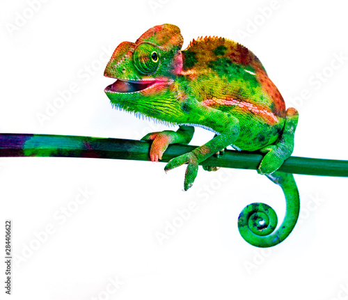 cute chamaeleo with funny colors isolated on a white background