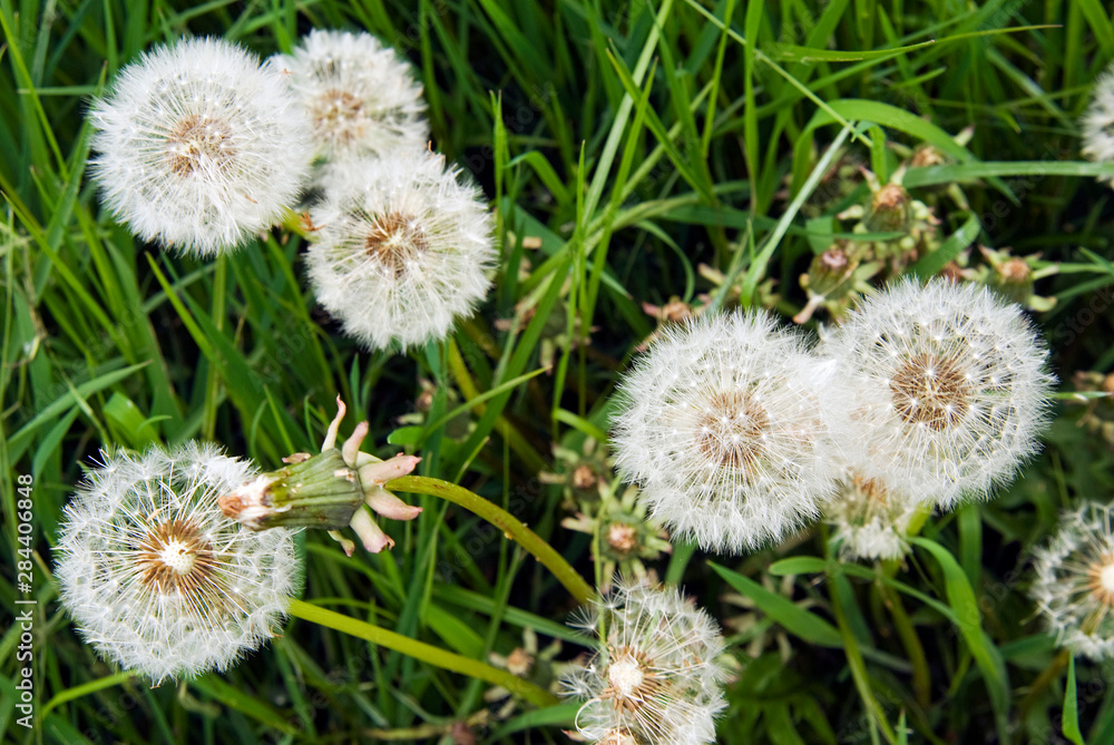 Dandelion seed heads (Taraxacum officinale) Dandelion seed heads (Taraxacum officinale)