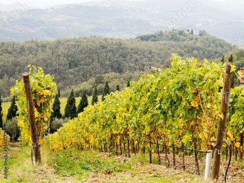 Italy, Tuscany. Steep hills of vineyards in the Chianti region.