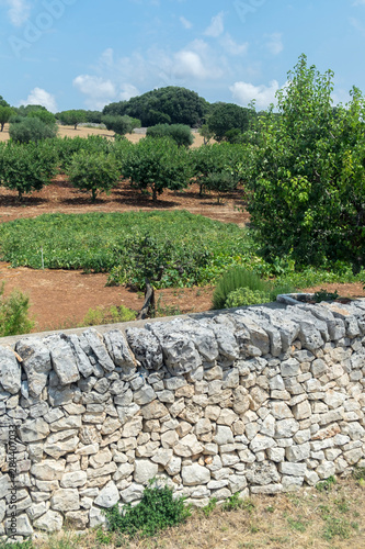 Garden and olive grove at Masseria Aprile  Locorotundo  Italy  Europe