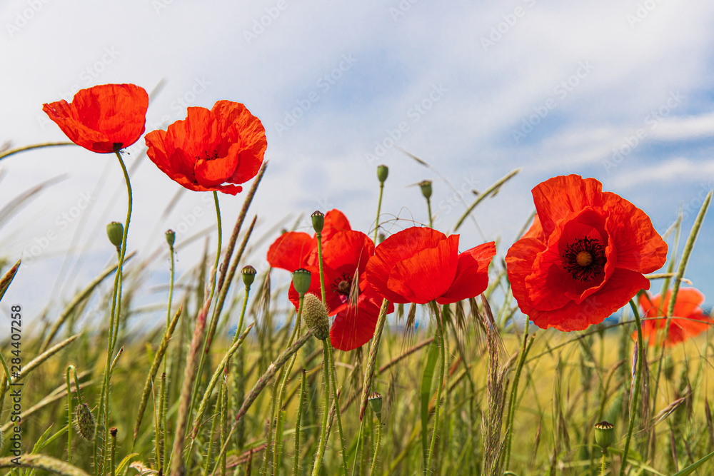 Obraz premium Maki 47