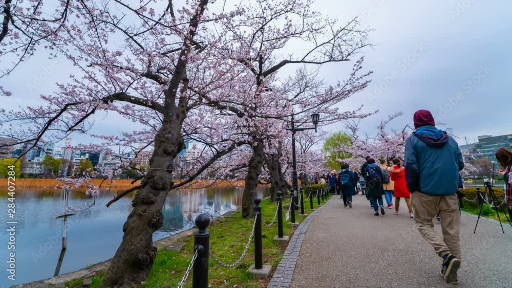 4k Time lapse of Cherry blossom festival at Ueno Park. Ueno Park is one of the best place to enjoy it 4k Time lapse of Cherry blossom festival at Ueno Park. Ueno Park is one of the best place to enjoy it