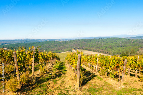 Vineyard, Strada in Chianti, Chianti area, Firenze province, Tuscany, Italy