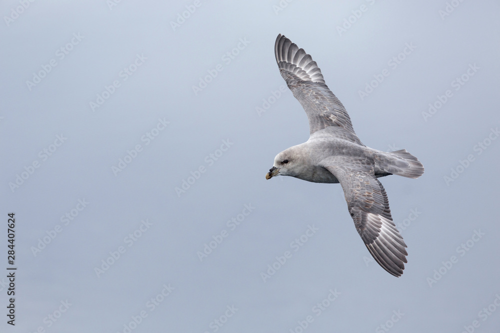 Obraz premium Arctic Ocean, Norway, Svalbard. Close-up of flying northern fulmar.
