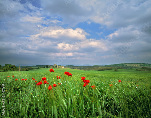 Tuscany, Poggiolo. Red poppies sway under a churning summer sky in Poggiolo, Tuscany, Italy.