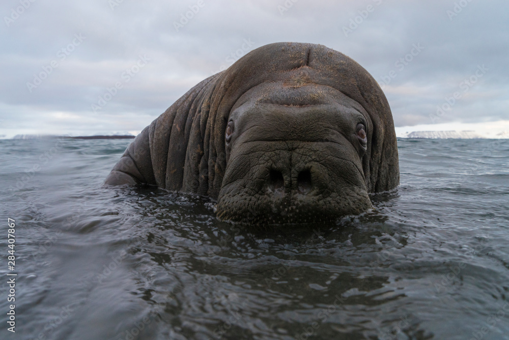 Fototapeta premium Norway, Svalbard, Spitsbergen. Walrus surfaces in water. Credit as: Josh Anon / Jaynes Gallery / DanitaDelimont.com