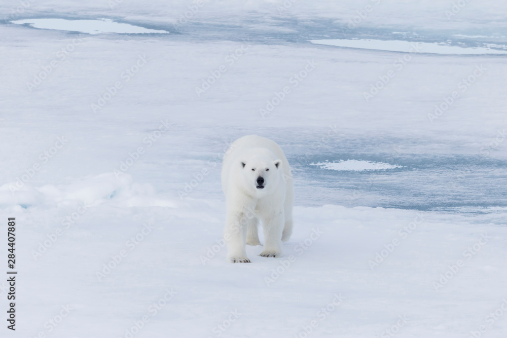 Arctic, Norway, Svalbard, Spitsbergen, pack ice, polar bear (Ursus maritimus) Female polar bear. Arctic, Norway, Svalbard, Spitsbergen, pack ice, polar bear (Ursus maritimus) Female polar bear.