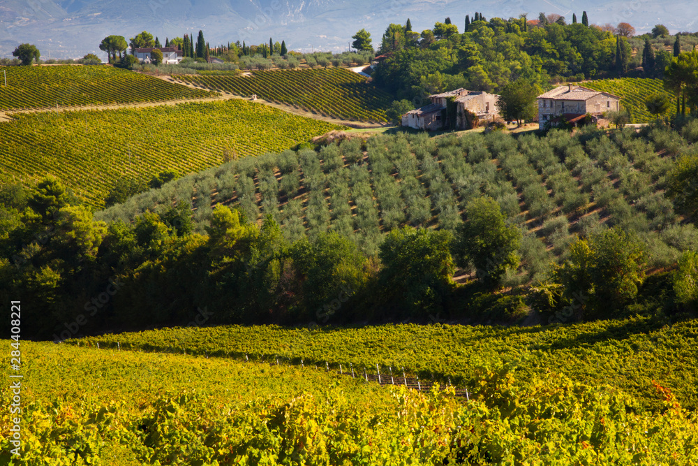 Vineyards Draping Hillsides near Monte Falco