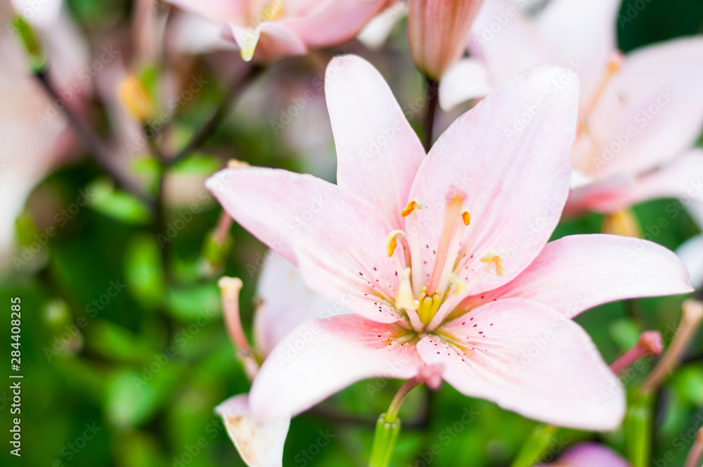 Lily flower in garden. Commonly known as Oriental Stargazer Lily.
