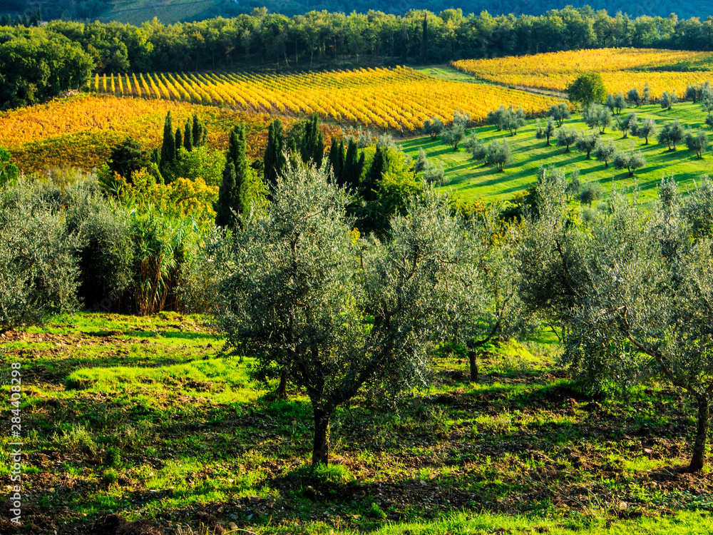 Italy, Tuscany, Chianti, Autumn Vineyard Rows with Bright Color