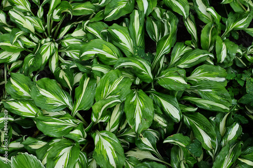 Floral green background with Plantain Lily (Hosta)