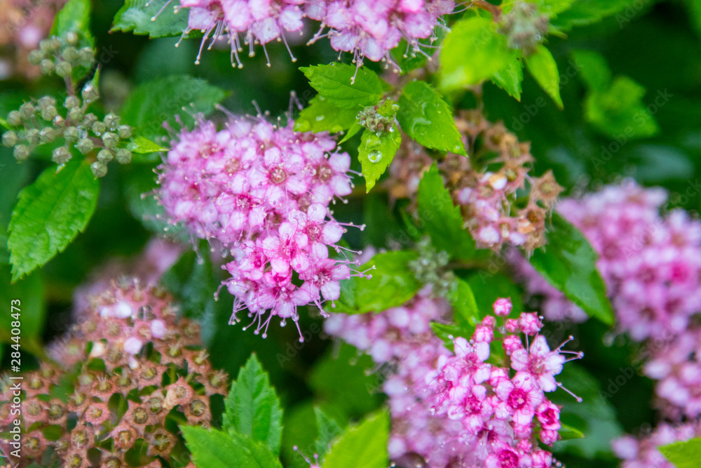 Flowering plant found in Hordaland province, in the town of Bergen. Flowering plant found in Hordaland province, in the town of Bergen.