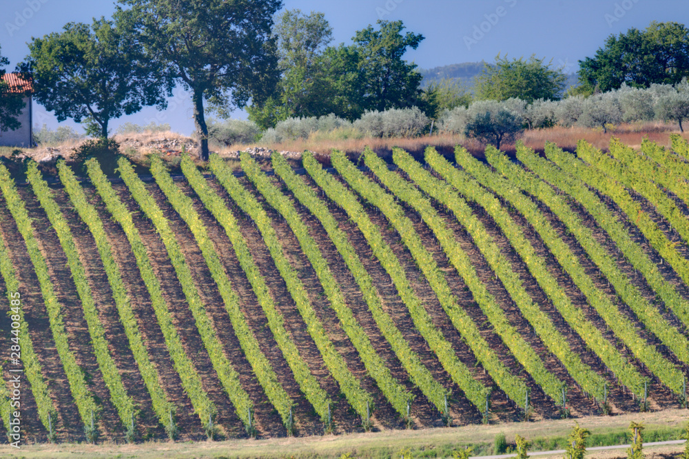 Obraz na plátně Vineyards Draping Hillsides near Monte Falco