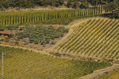 Vineyards in the Rolling Hills of Tuscany