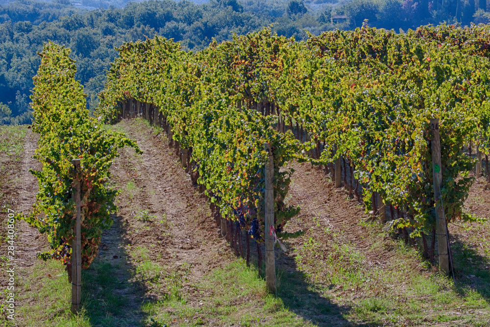 Naklejka premium Vineyards Draping Hillsides near Monte Falco