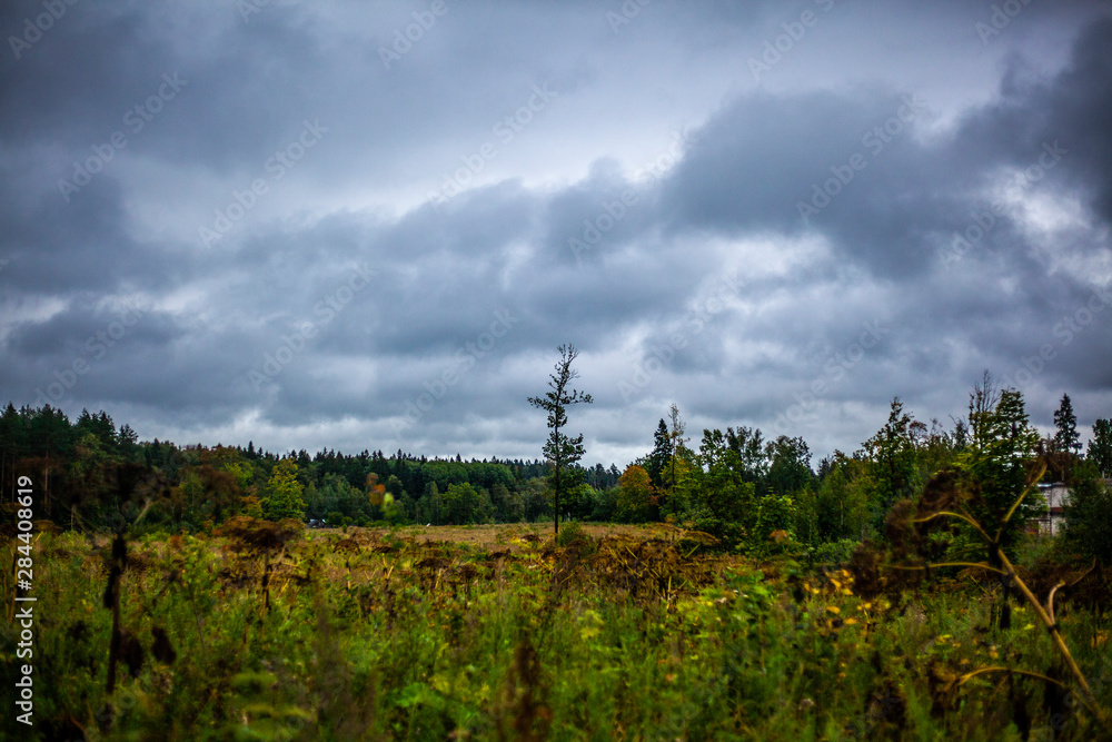 Fototapeta premium Natural landscape in the summer. Plants in natural light. Forest.