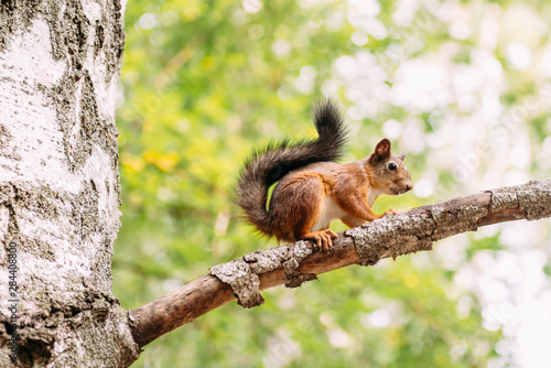 Squirrel on a tree © Илья Антохин