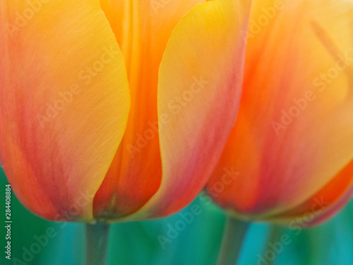 The Netherlands, Lisse, Keukenhof Gardens. Close-up of tulips.