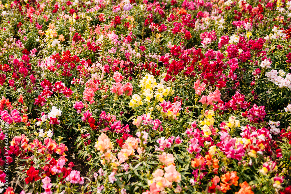 Flower bed background. Colorful flowers