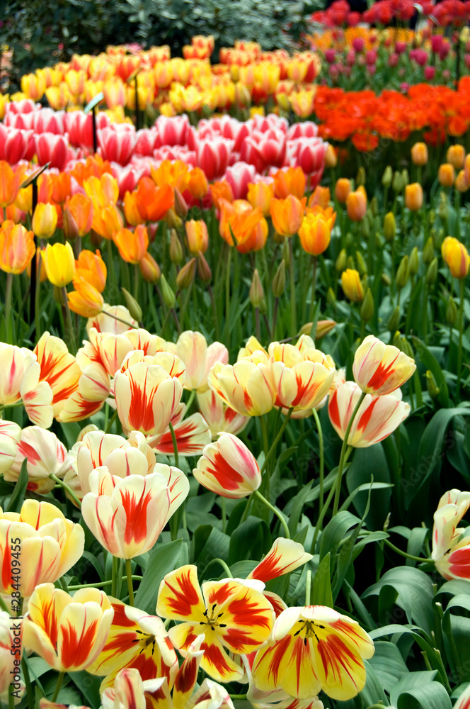 Netherlands (aka Holland), Lisse. Keukenhof Gardens, the world's largest bulb flower park with over 4.5 million tulips in 100 varieties. Netherlands (aka Holland), Lisse. Keukenhof Gardens, the world's largest bulb flower park with over 4.5 million tulips in 100 varieties.