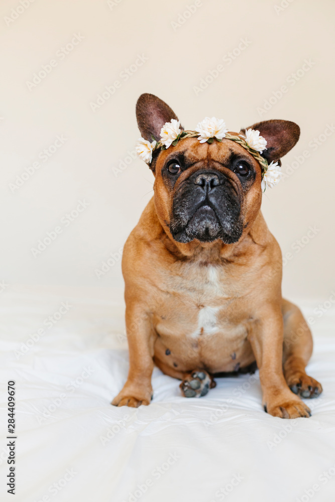 cute brown french bulldog lying on bed at home. Wearing a beautiful white wreath of flowers. Pets indoors and lifestyle
