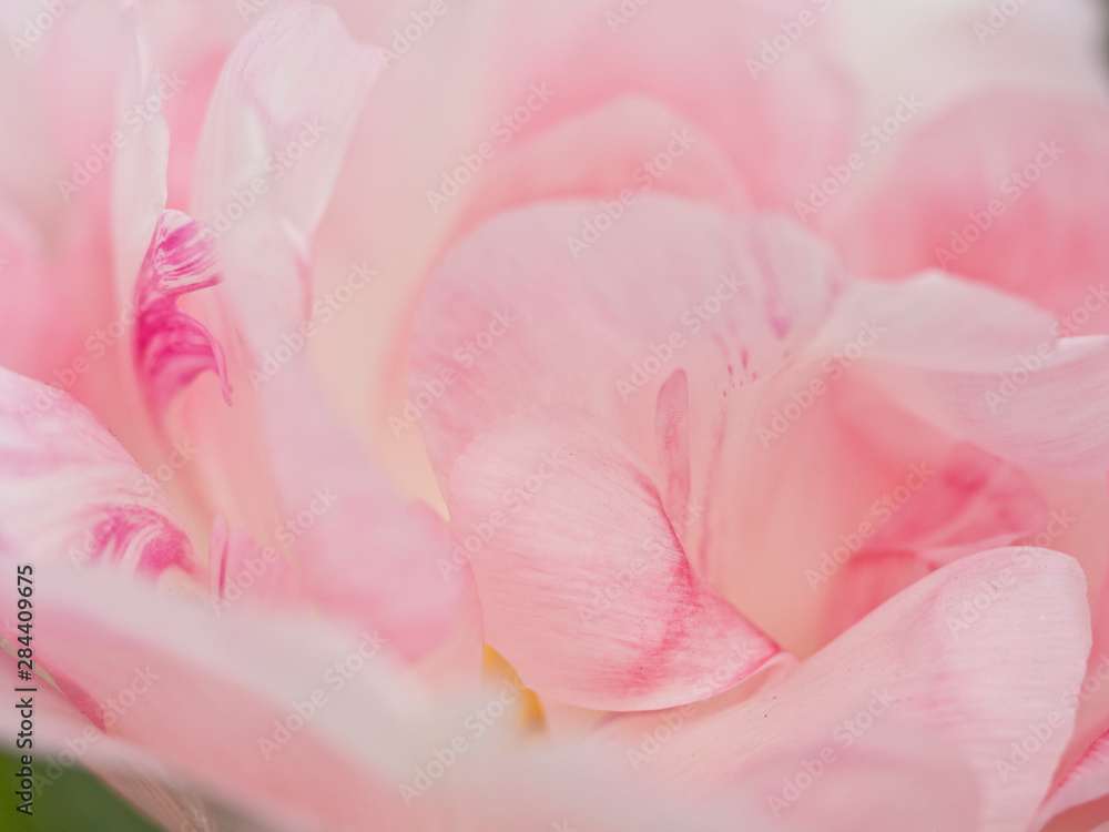 The Netherlands, Lisse, Keukenhof Gardens. Close-up of tulip.