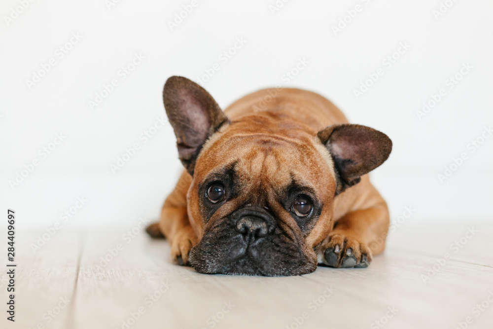 cute brown french bulldog lying on the floor at home and looking at the camera. Funny and playful expression. Pets indoors and lifestyle