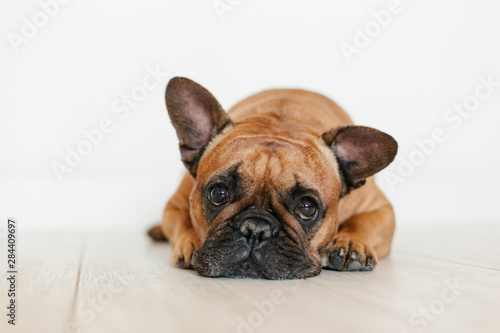 cute brown french bulldog lying on the floor at home and looking at the camera. Funny and playful expression. Pets indoors and lifestyle