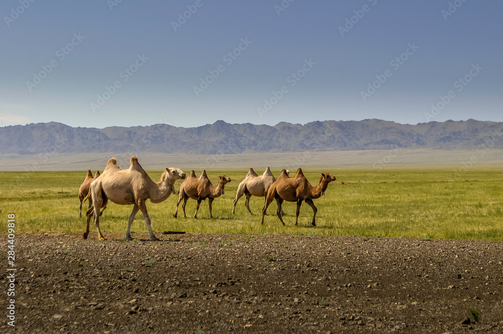 Kamelherde in der weiten Steppenlandschft der Mongoloei