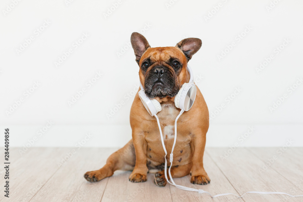 cute brown french bulldog sitting at home and looking at the camera. Funny dog listening to music on white headset. Pets indoors and lifestyle. Technology and music