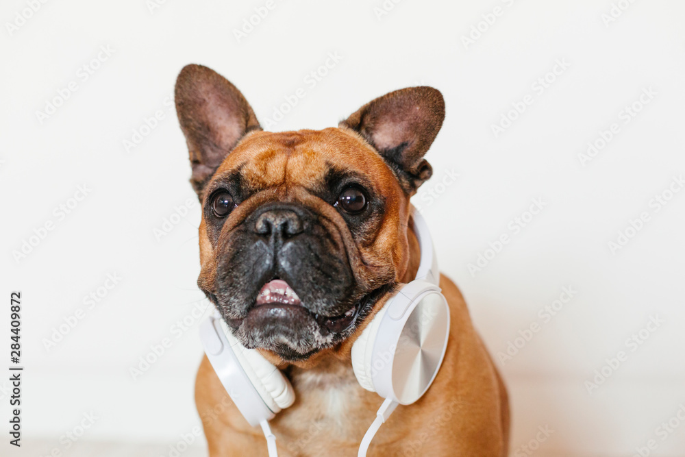 cute brown french bulldog sitting at home and looking at the camera. Funny dog listening to music on white headset. Pets indoors and lifestyle. Technology and music