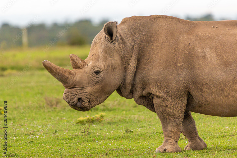 Obraz premium Rhinoceros head portrait