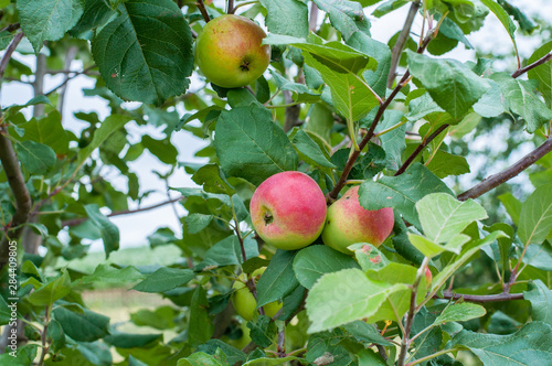 Organic apples hanging from a tree branch in an apple orchard