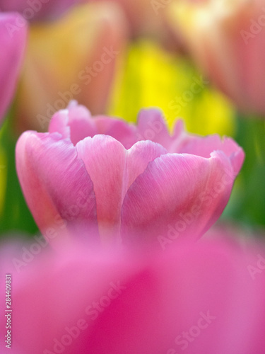 The Netherlands, Lisse, Keukenhof Gardens. Close-up of tulip.