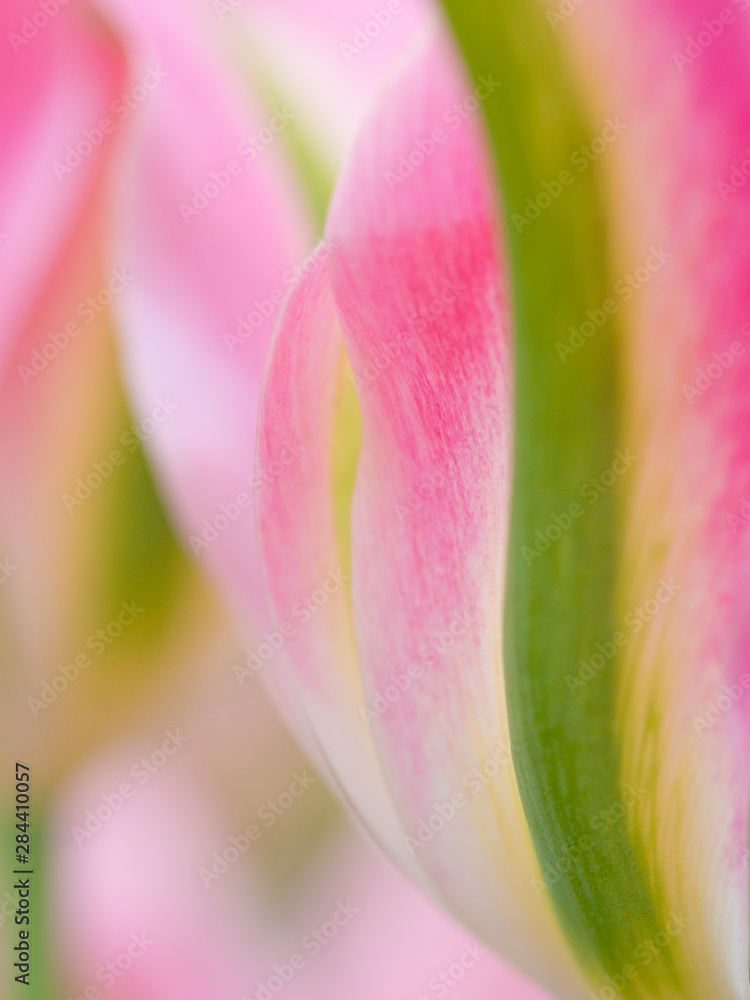 The Netherlands, Lisse, Keukenhof Gardens. Close-up of tulips 'Virichic'.