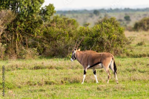 Beisa Oryx in profile
