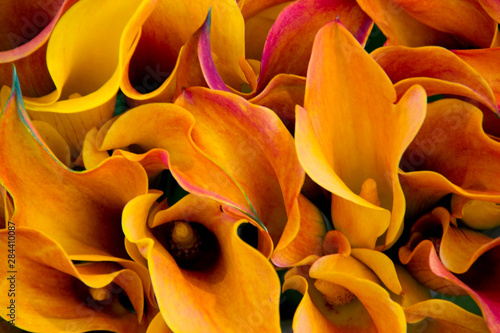 Bright colorful calla lilies at the Bloemenmarket