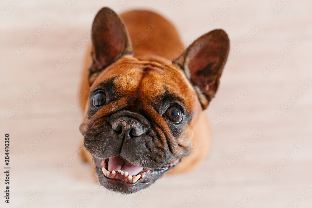 cute brown french bulldog sitting on the floor at home and looking at the camera. Funny and playful expression. Pets indoors and lifestyle