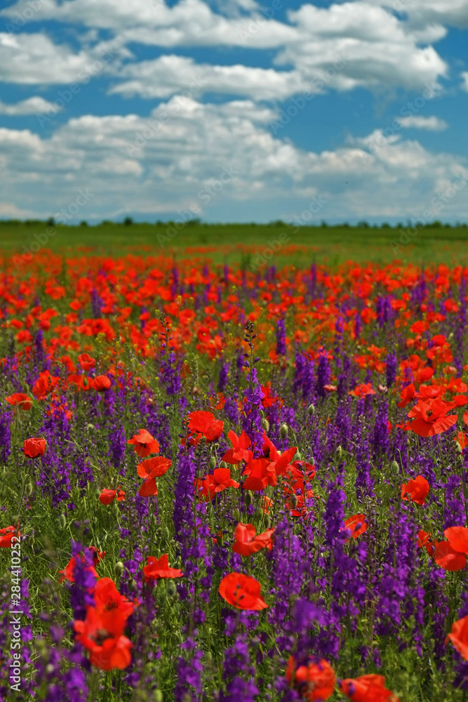 Bright field of poppies and delphinium, Crimea