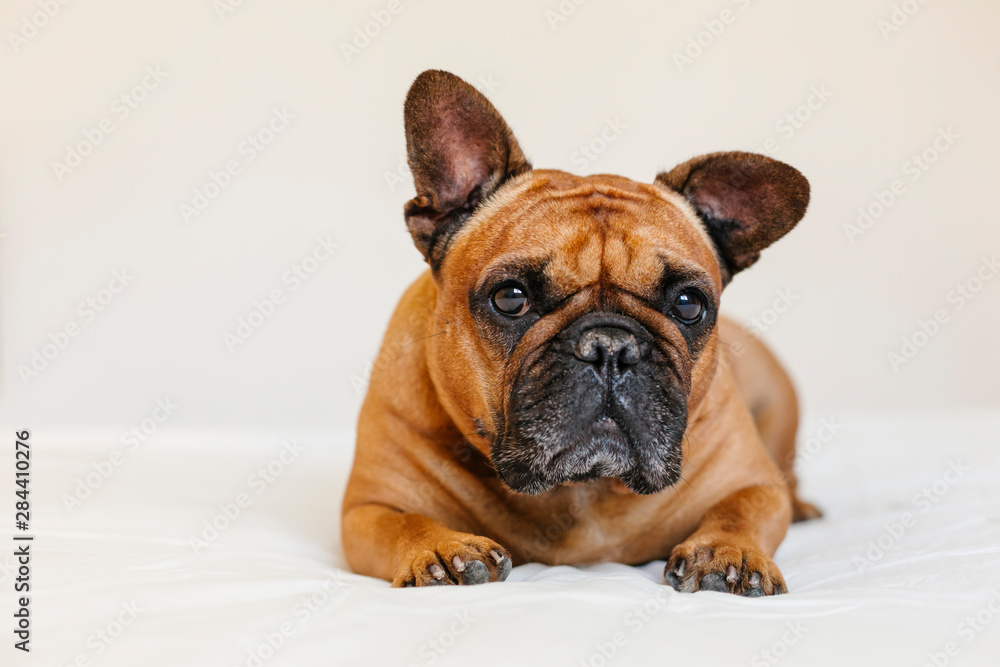 cute brown french bulldog lying on bed at home and looking at the camera. Funny and playful expression. Pets indoors and lifestyle cute brown french bulldog lying on bed at home and looking at the camera. Funny and playful expression. Pets indoors and lifestyle