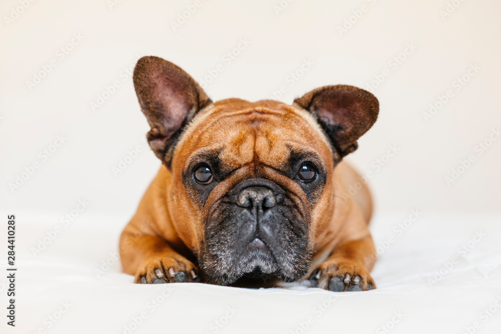 cute brown french bulldog lying on bed at home and looking at the camera. Funny and playful expression. Pets indoors and lifestyle