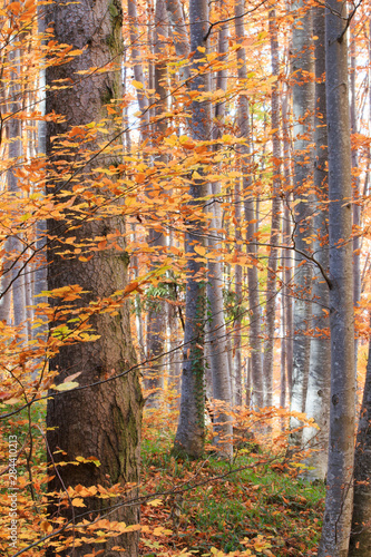 Romania, Transylvania. Carpathian Mountains, autumn colors. Brasov.