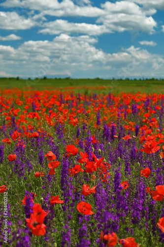 Bright field of poppies and delphinium  Crimea