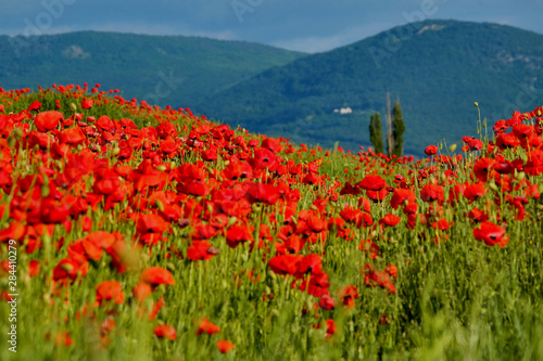 Poppy field on a background of mountains  Crimea