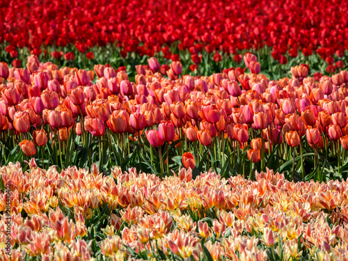 Wallpaper Mural Netherlands, Kop van Noord-Holland, Tulip Fields in Holland Torontodigital.ca