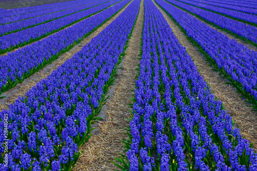 Netherlands, Southern Holland Province, Lisse, hyacinths fields Fototapet