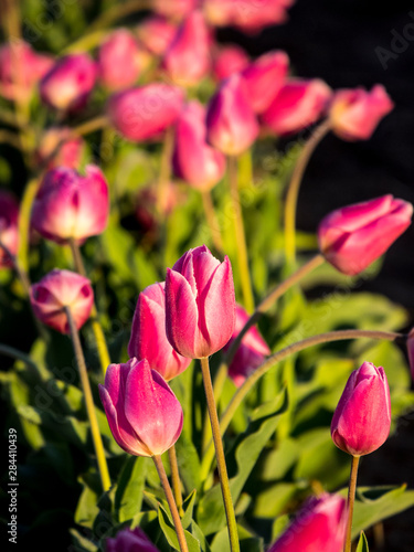 Netherlands  Lisse  Keukenhof Gardens with Tulip Blooms